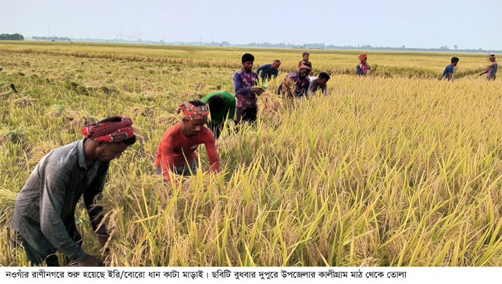 মিলারদের অনাগ্রহে দামে ধস লোকসানে কৃষক